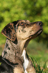 Louisiana Catahoula Leopard Dog Portrait