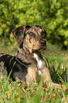 lying Louisiana Catahoula Leopard Dog