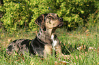 lying Louisiana Catahoula Leopard Dog