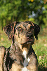 Louisiana Catahoula Leopard Dog Portrait