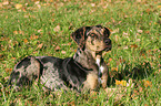 Louisiana Catahoula Leopard Dog Portrait