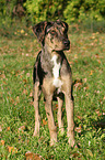 standing Louisiana Catahoula Leopard Dog