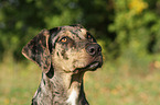 Louisiana Catahoula Leopard Dog Portrait