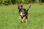 running Louisiana Catahoula Leopard Dog