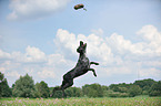 jumping Louisiana Catahoula Leopard Dog