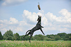jumping Louisiana Catahoula Leopard Dog