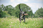 playing Louisiana Catahoula Leopard Dog