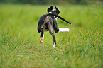 Louisiana Catahoula Leopard Dog