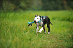 playing Louisiana Catahoula Leopard Dog