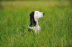 Louisiana Catahoula Leopard Dog