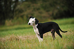 Louisiana Catahoula Leopard Dog