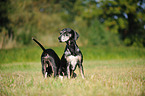 2 Louisiana Catahoula Leopard Dogs