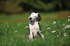 sitting Louisiana Catahoula Leopard Dog