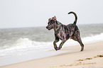 running Louisiana Catahoula Leopard Dog