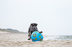 playing Louisiana Catahoula Leopard Dog