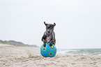 playing Louisiana Catahoula Leopard Dog