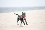 playing Louisiana Catahoula Leopard Dog