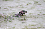 swimming Louisiana Catahoula Leopard Dog