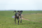 running Louisiana Catahoula Leopard Dog