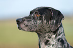 Louisiana Catahoula Leopard Dog Portrait