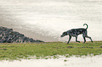 running Louisiana Catahoula Leopard Dog