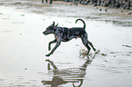 running Louisiana Catahoula Leopard Dog