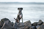 Louisiana Catahoula Leopard Dog