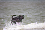 running Louisiana Catahoula Leopard Dog