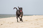 running Louisiana Catahoula Leopard Dog