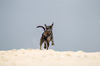 playing Louisiana Catahoula Leopard Dog