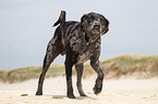 Louisiana Catahoula Leopard Dog