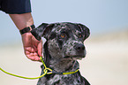 Louisiana Catahoula Leopard Dog Portrait