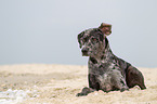 lying Louisiana Catahoula Leopard Dog