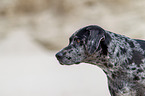 Louisiana Catahoula Leopard Dog Portrait