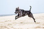 running Louisiana Catahoula Leopard Dog