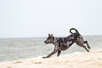 running Louisiana Catahoula Leopard Dog