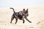 running Louisiana Catahoula Leopard Dog