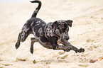 playing Louisiana Catahoula Leopard Dog