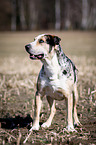 standing Louisiana Catahoula Leopard Dog