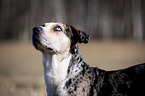 Louisiana Catahoula Leopard Dog Portrait