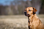 Louisiana Catahoula Leopard Dog Portrait