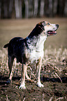 standing Louisiana Catahoula Leopard Dog