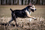 running Louisiana Catahoula Leopard Dog