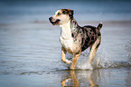 running Louisiana Catahoula Leopard Dog