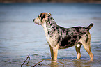 standing Louisiana Catahoula Leopard Dog