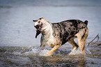 Louisiana Catahoula Leopard Dog shakes