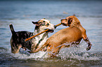 Louisiana Catahoula Leopard Dogs