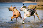 Louisiana Catahoula Leopard Dogs