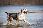 running Louisiana Catahoula Leopard Dog