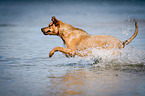 running Louisiana Catahoula Leopard Dog